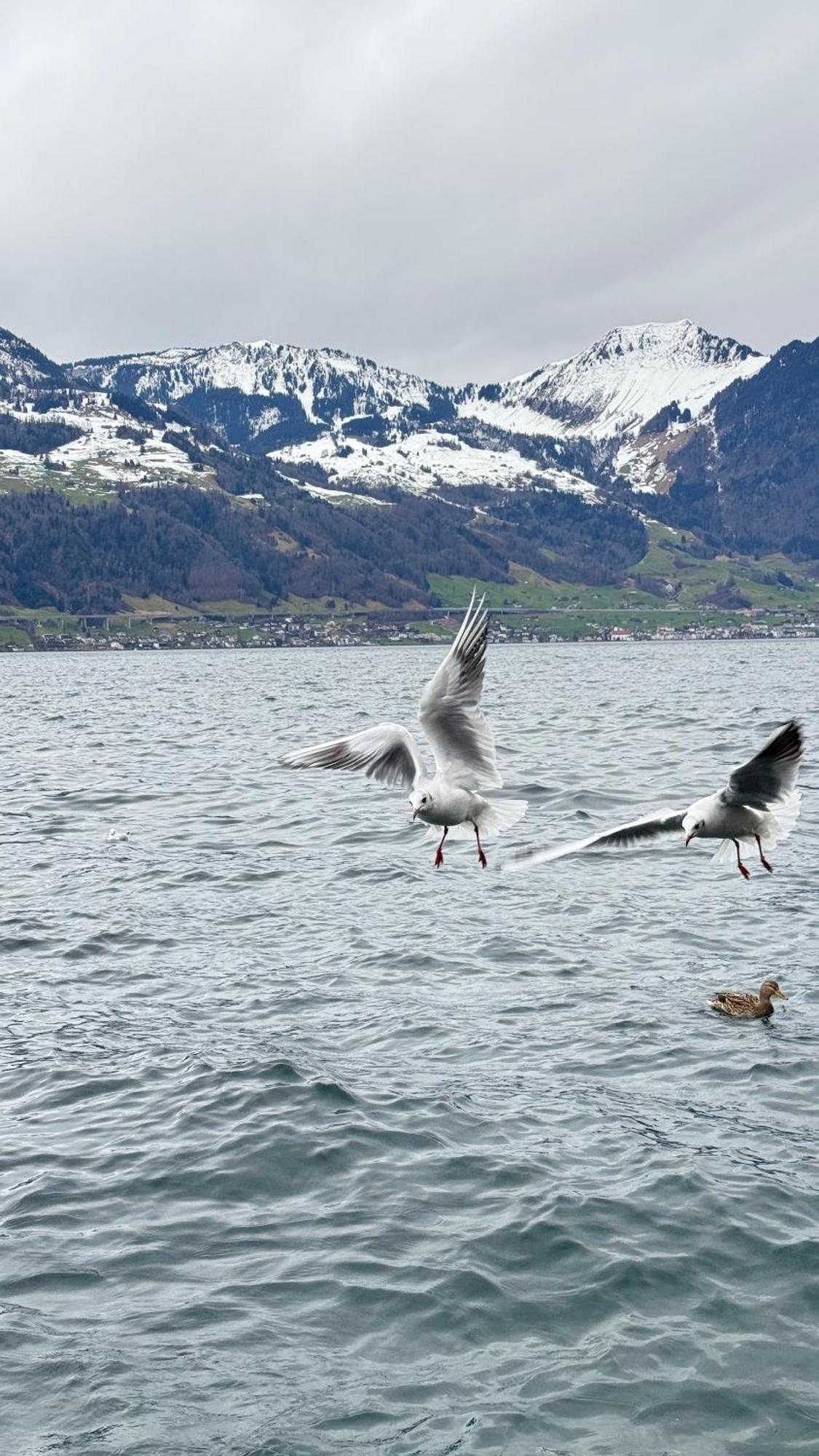 Seehotel Schwert Gersau Exteriör bild