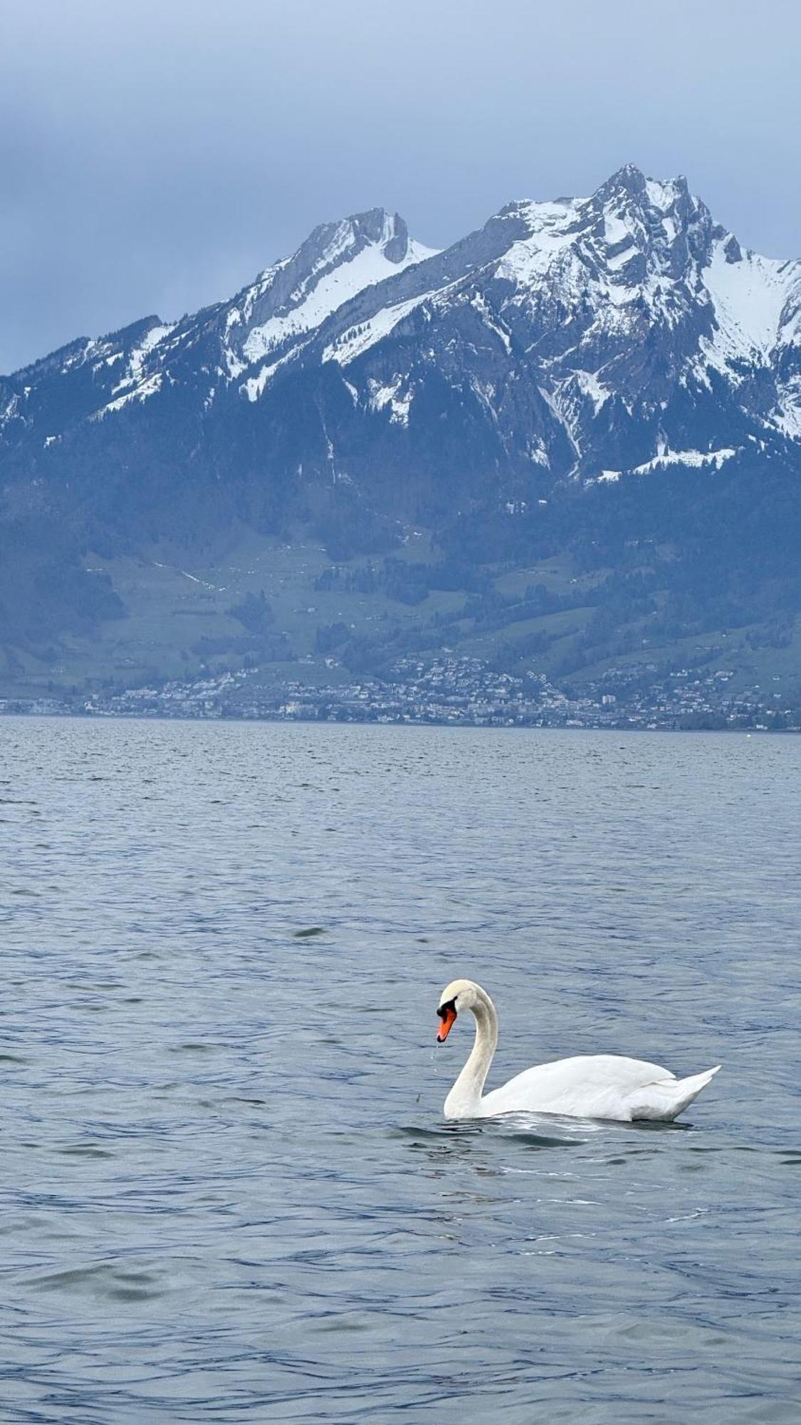 Seehotel Schwert Gersau Exteriör bild